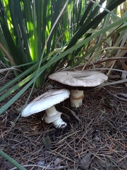 Agaricus californicus