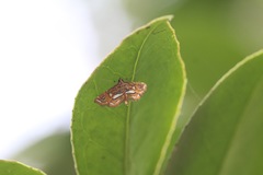 Paracymoriza cataclystalis