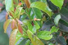 Polistes tenebricosus