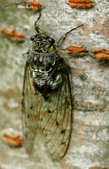 Hyalessa maculaticollis