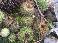 Mammillaria orcuttii