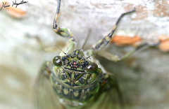 Hyalessa maculaticollis