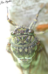 Hyalessa maculaticollis
