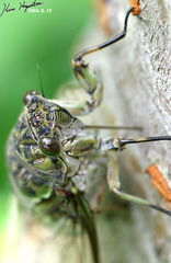 Hyalessa maculaticollis