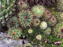 Mammillaria orcuttii