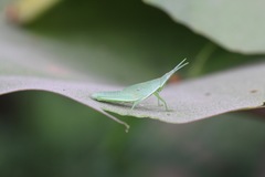 Atractomorpha sinensis