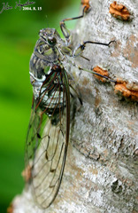 Hyalessa maculaticollis