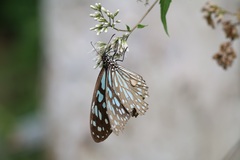 Tirumala limniace limniace