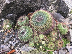 Mammillaria orcuttii