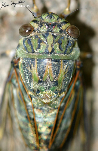 Priest Cicada photo 3