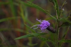 Liatris hirsuta
