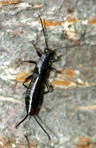 Forficulidae