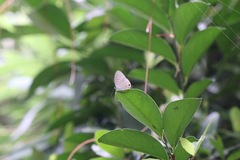 Jamides alecto dromicus