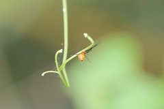 Argyrodes miniaceus