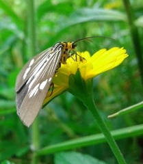 Nyctemera baulus