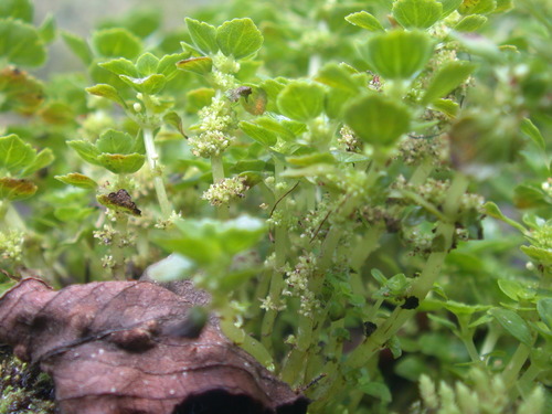Pilea peploides observed 2005-04-29