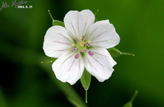 Geranium thunbergii