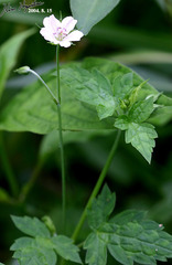 Geranium thunbergii