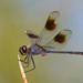 Four-spotted Pennant - Photo (c) greglasley, some rights reserved (CC BY-NC), uploaded by Greg Lasley