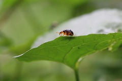 Agomadaranus pardaloides