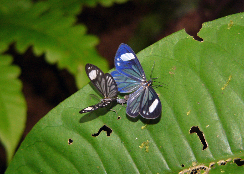 Isostyla ithomeina