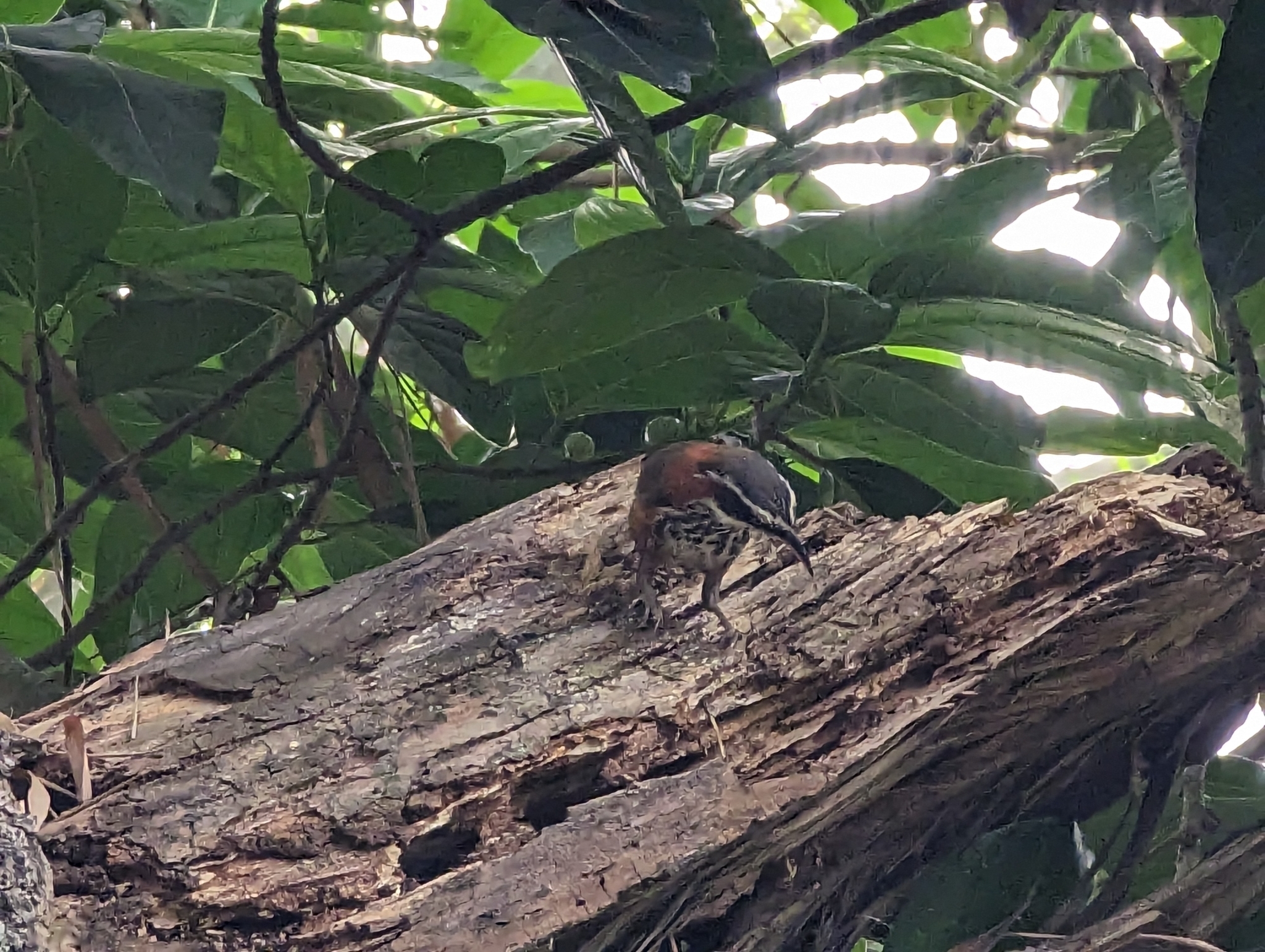 Taiwan Scimitar Babbler