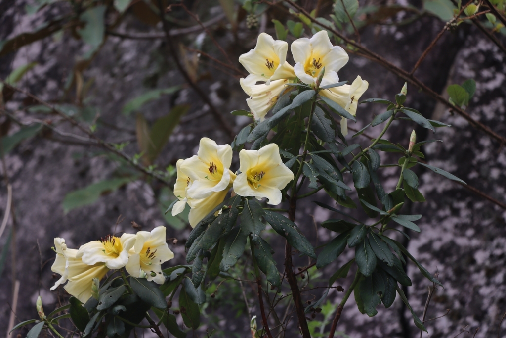 Rhododendron dalhousieae