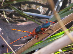 Stenaspis verticalis insignis