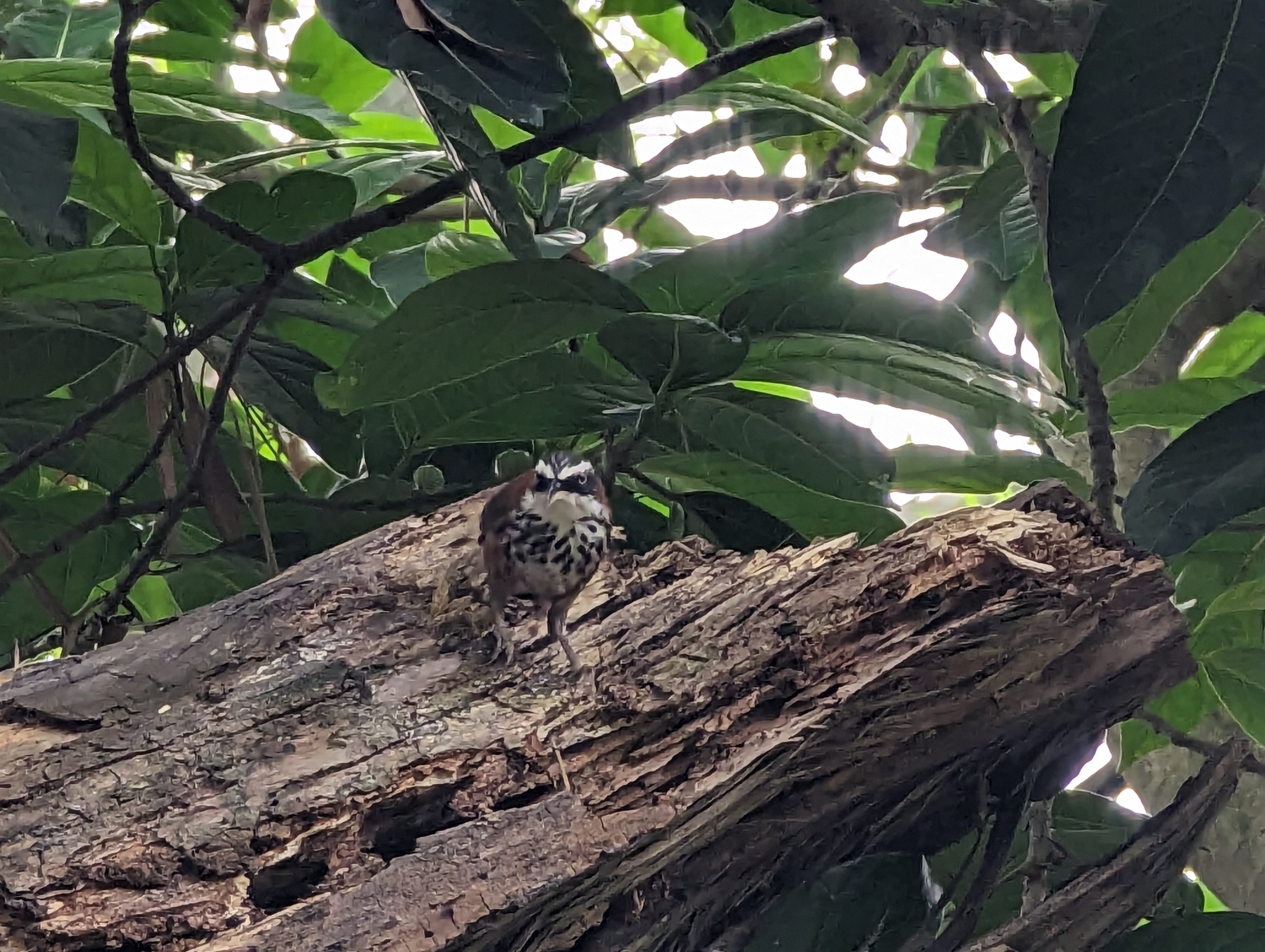 Taiwan Scimitar Babbler