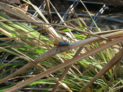 Stenaspis verticalis insignis