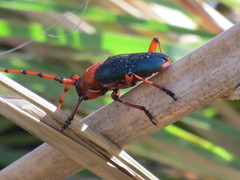 Stenaspis verticalis insignis