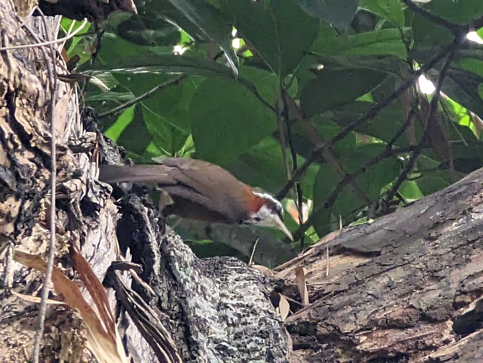 Taiwan Scimitar Babbler