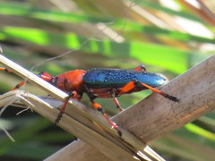 Stenaspis verticalis insignis