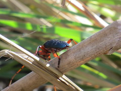 Stenaspis verticalis insignis