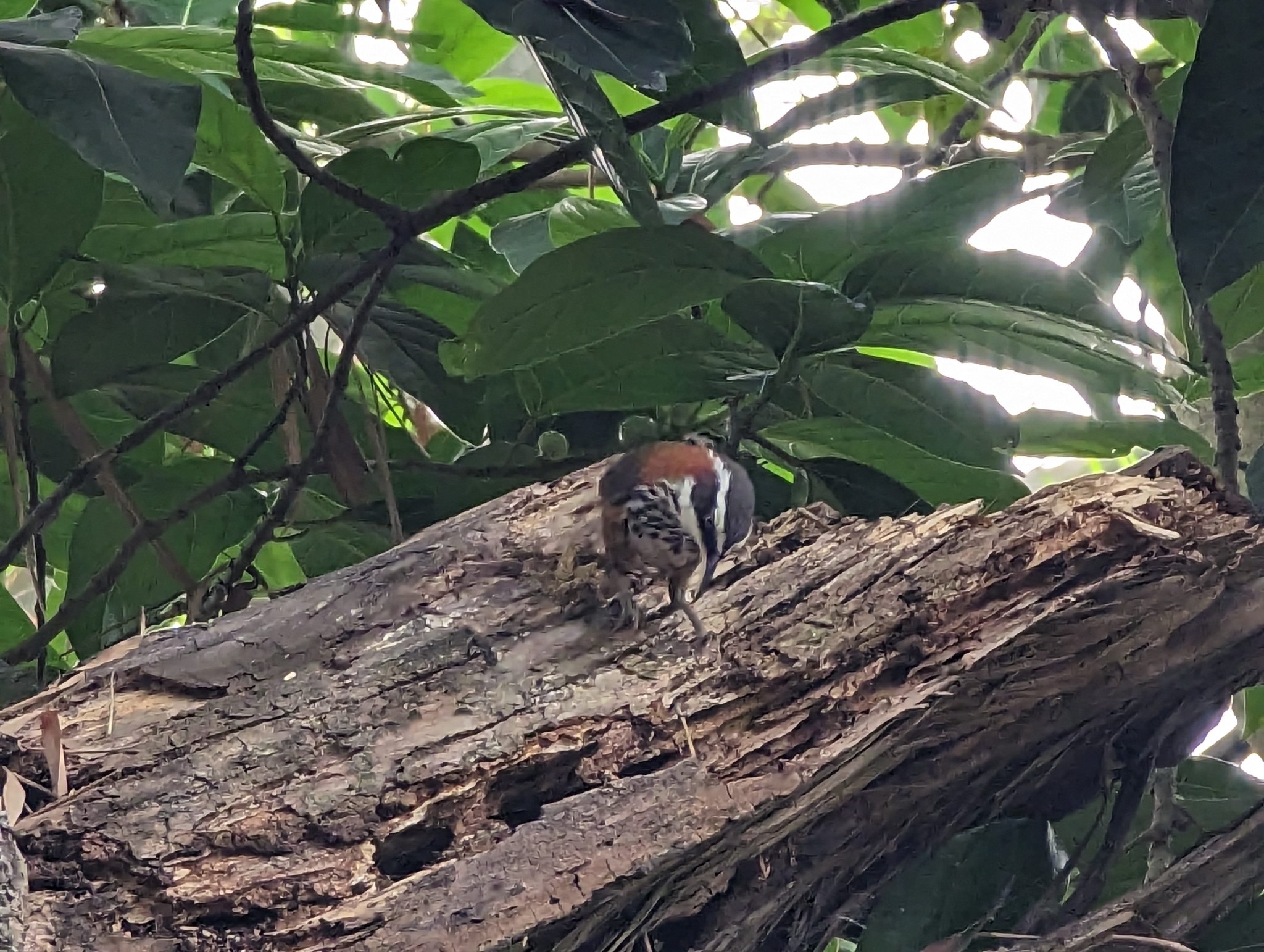 Taiwan Scimitar Babbler