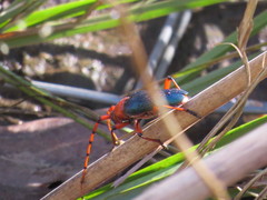 Stenaspis verticalis insignis