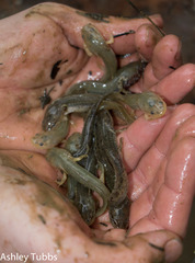 Ambystoma talpoideum