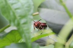 Polistes tenebricosus