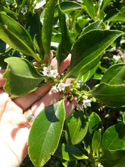 Myoporum aff insulare × laetum