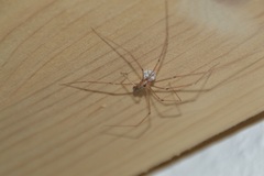 Pholcus phalangioides