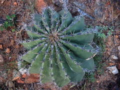 Ferocactus pottsii