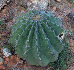 Ferocactus pottsii