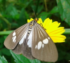 Nyctemera baulus