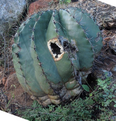 Ferocactus pottsii