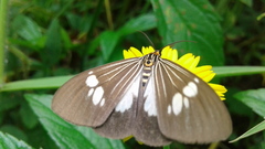 Nyctemera baulus