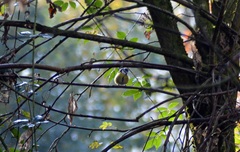 Cyanistes caeruleus