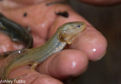 Ambystoma talpoideum