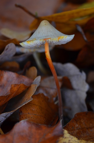 Mycena crocata image