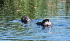 Poliocephalus rufopectus