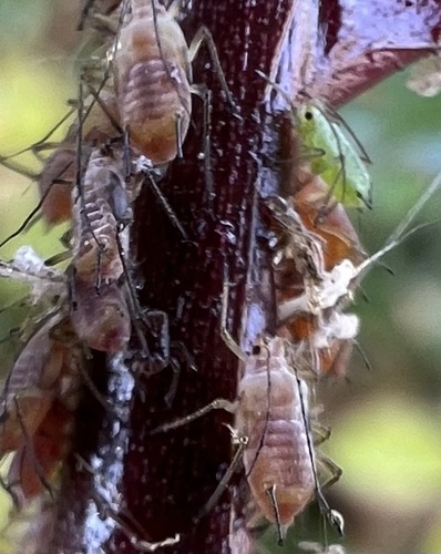 Rose Aphid photo 5
